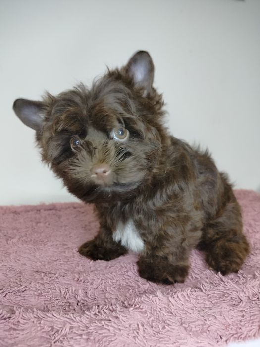 Yorkshire Terrier, choco, piesek