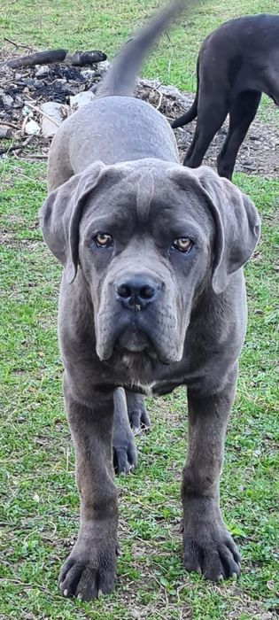 Кане -Корсо Дівчина