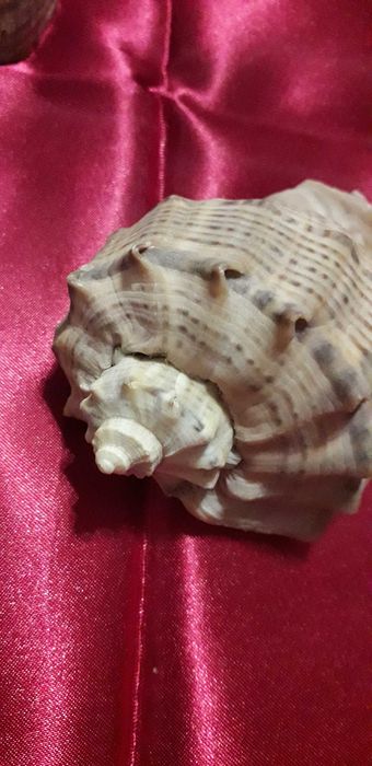 Ракушки   морские