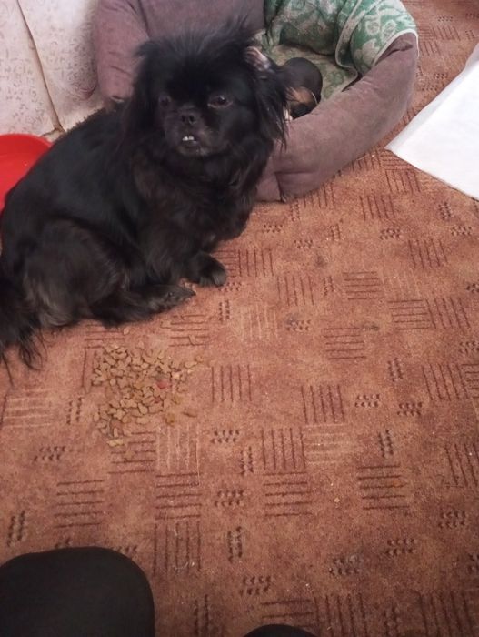 Продам щенков королівський пікінес