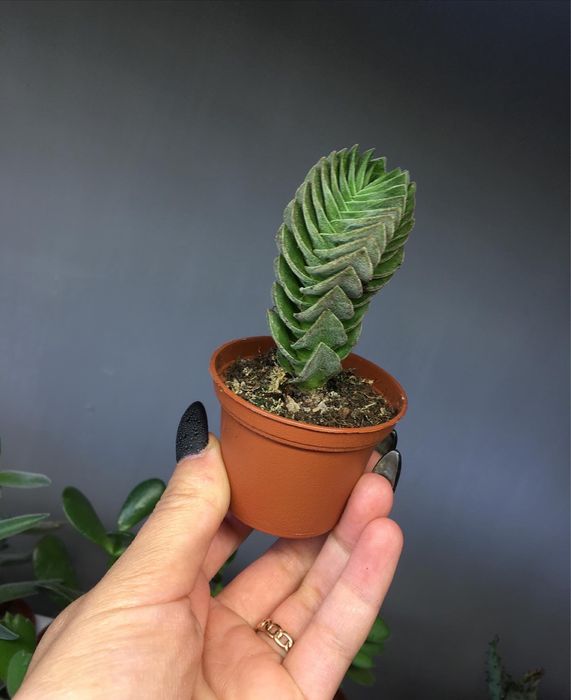 Крассула , храм будди , crassula buddha’s temple