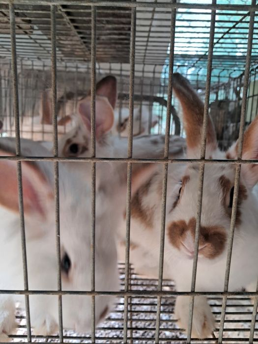 Vendo coelhos para consumo