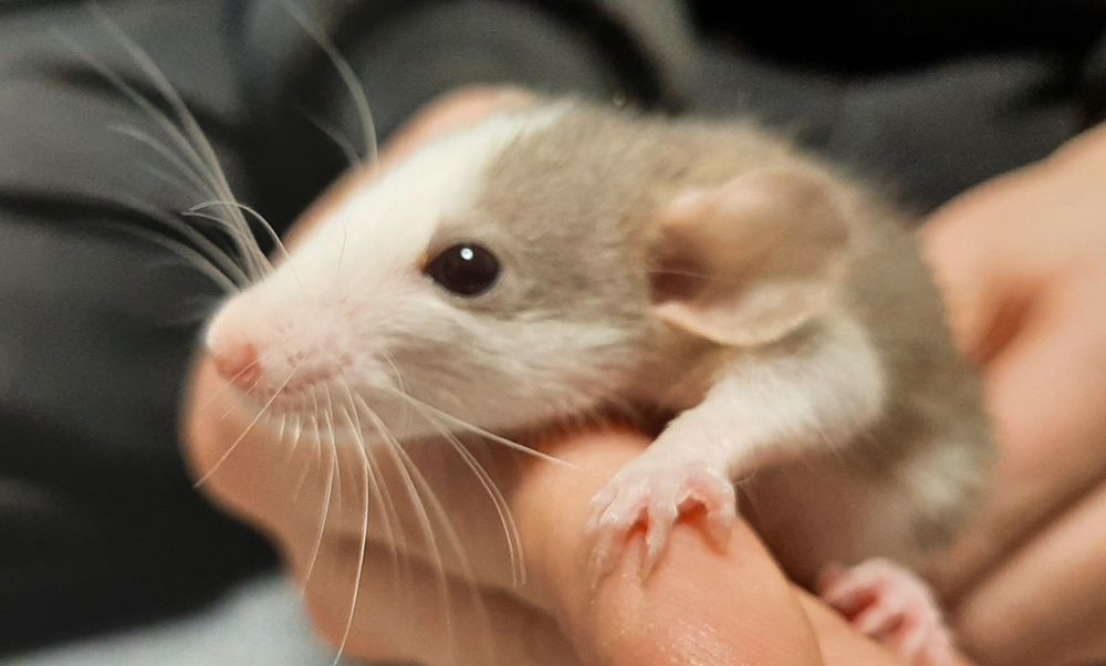 Криса, крыса, Дамбо, Хаскі, щур сірі та руді