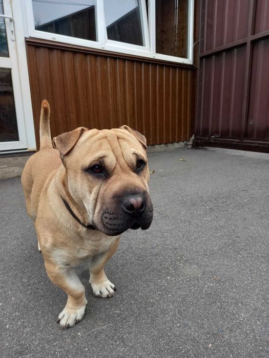 Собака (хлопчик) шукає наречену