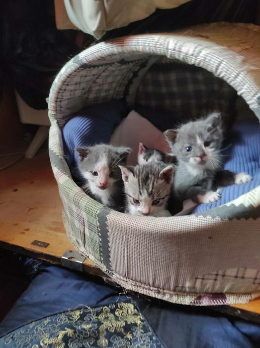 Котята,нужен дом
