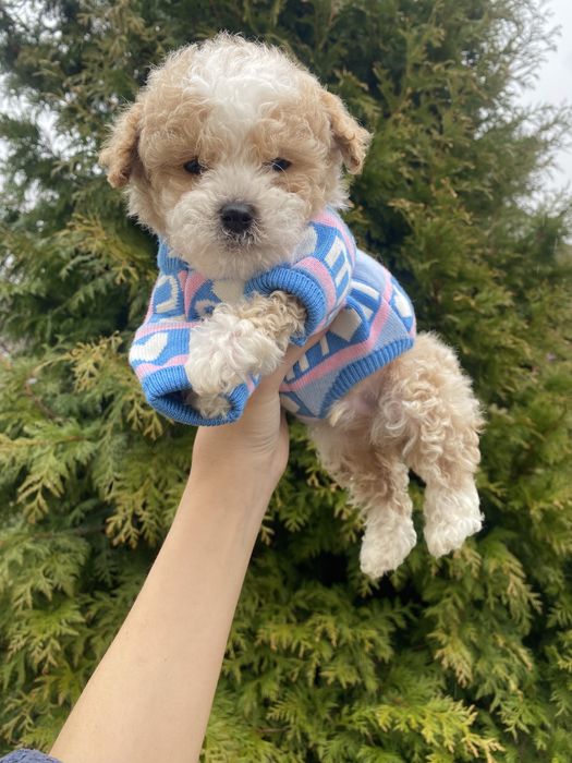 Мальтіпушки мініки мальтипу