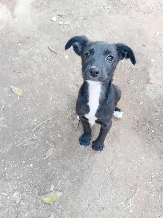 Adoção de cachoro. Podengo