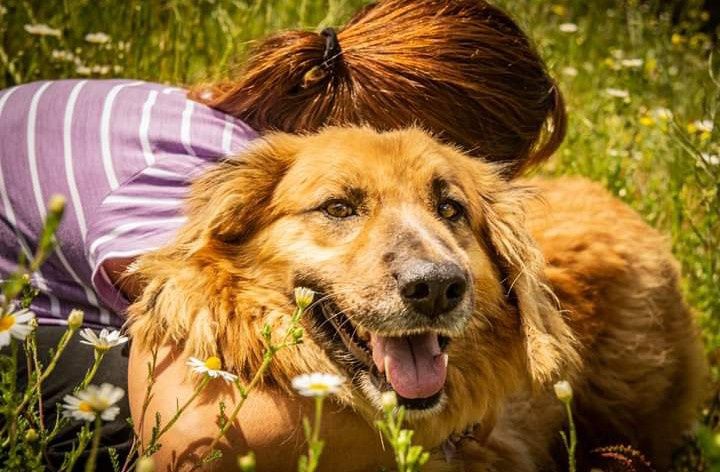 Mesquita- cachorro de porte médio para adoção