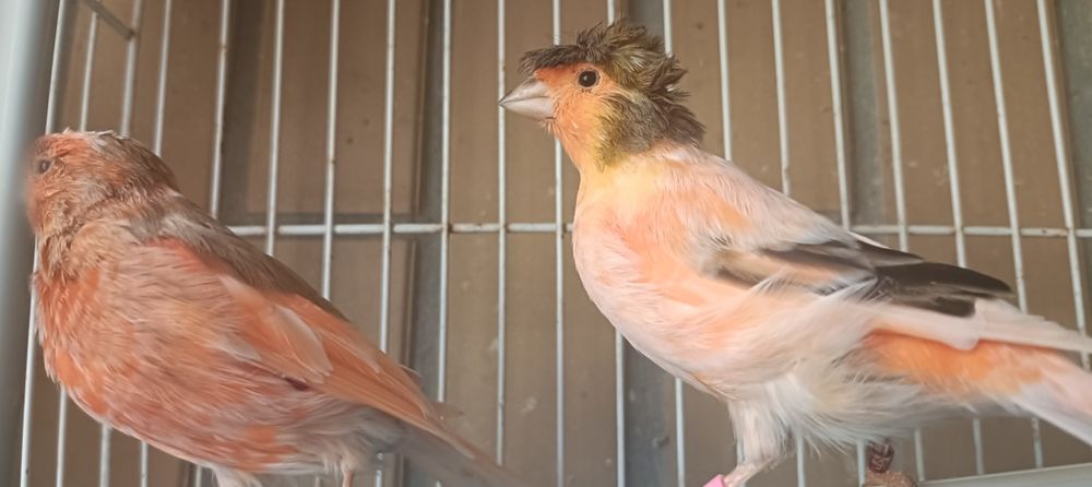 Casal de canários Arlequim Português