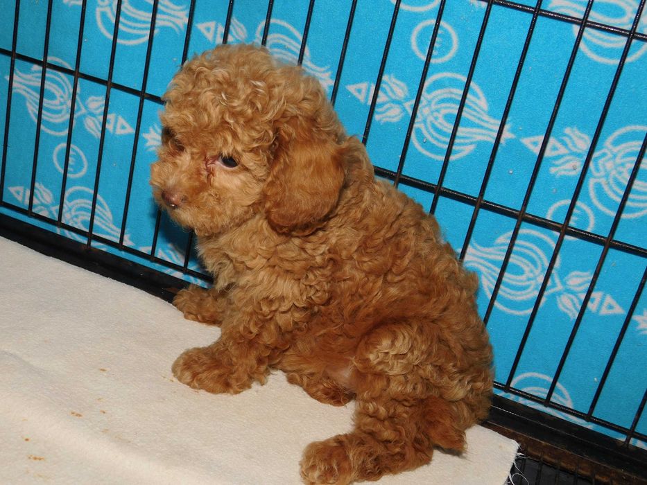 Красуня дівчинка той пудель