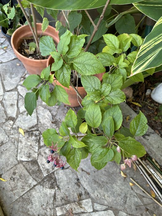 Clerodendrum trichotomum – Clerodendro-do-Japão – exemplar adulto em vaso, florido/frutificado