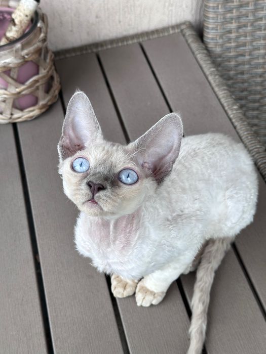 Kotka Devon Rex FIFe