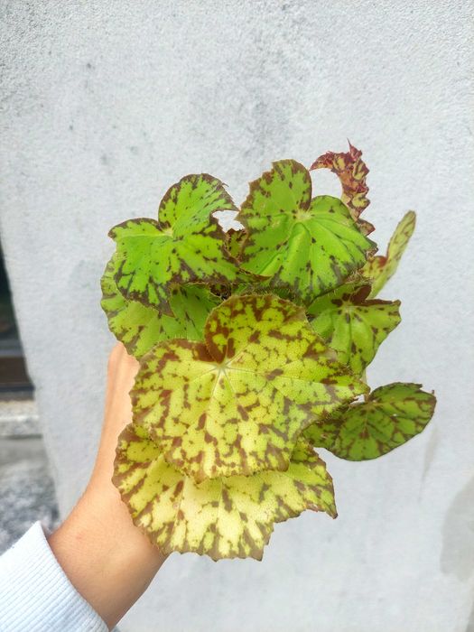 Planta Begonia Froggy
