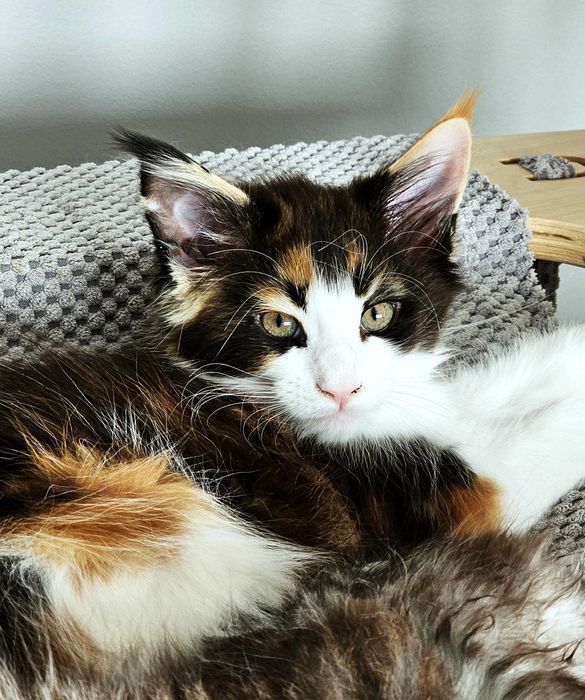 Kotka Maine Coon