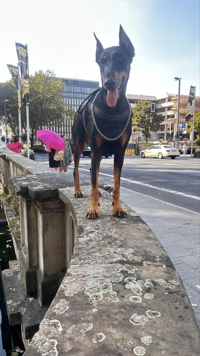 Дрессировка и выгул собак