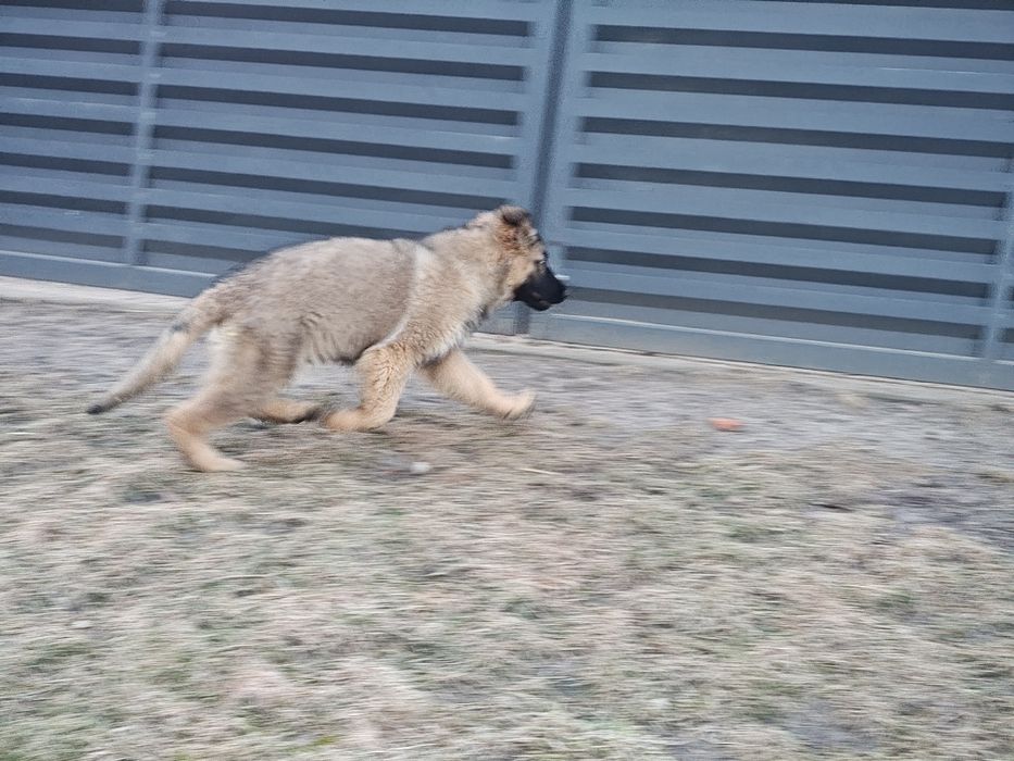 Wyjątkowymi prześliczny piesek