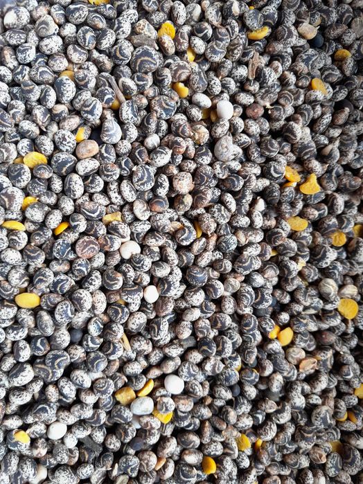 łubin szerokolistny żółty słodki BARYT w typie Mister Puma Salut