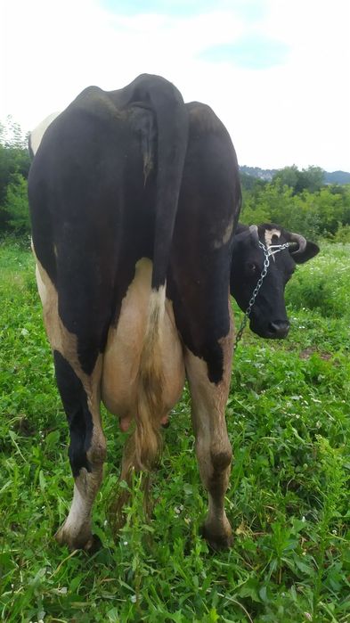 Продам породисту корову