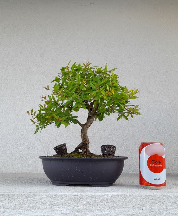 Bonsai Romãzeira