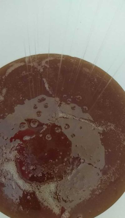 Miód rzepakowy duży słoik 1,25kg