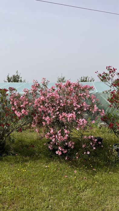 Oleander 10 letni 200-250cm