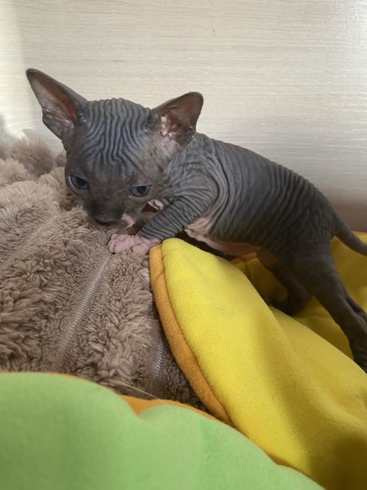 Канадська дівчинка біколор,бронювання