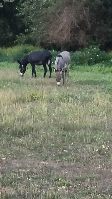 Macho de Burro anões