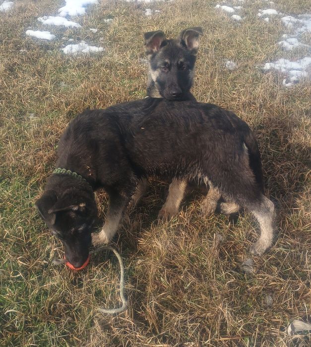Девочки восточно-европейской овчарки