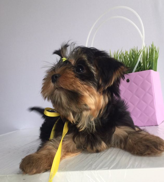 Йорки неймовірні