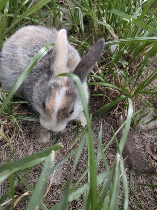 Króliki miniaturki krótkowłose