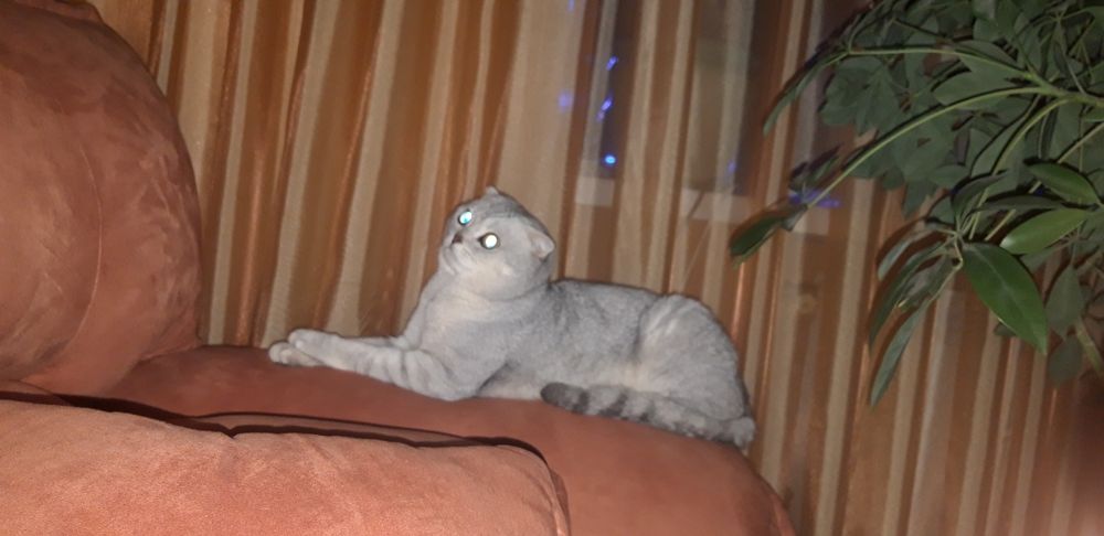 Шотландский вислоухий кот Бакс ищет девочку для вязки