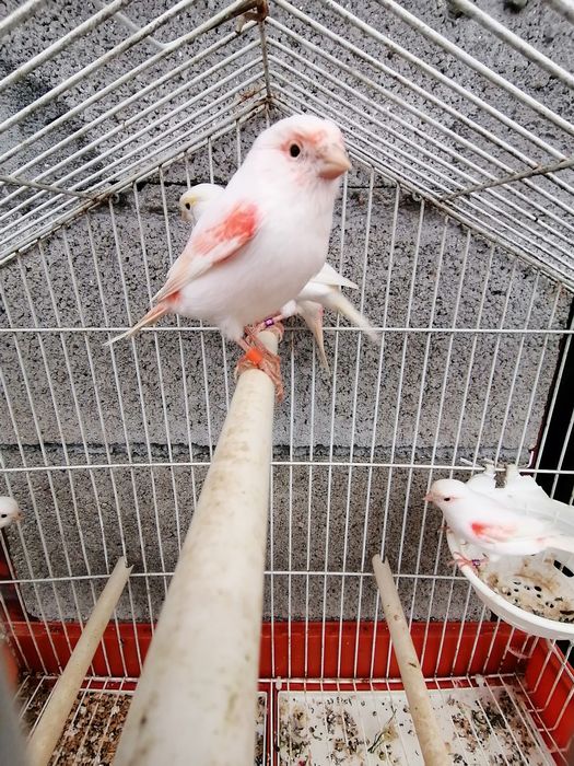 Canários Mosaico Vermelho