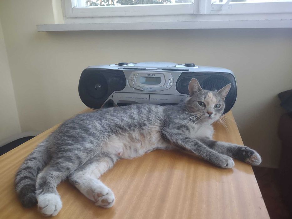 4 letnia jasnoszara koteczka