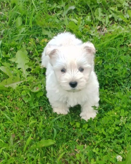 West highland white terrier