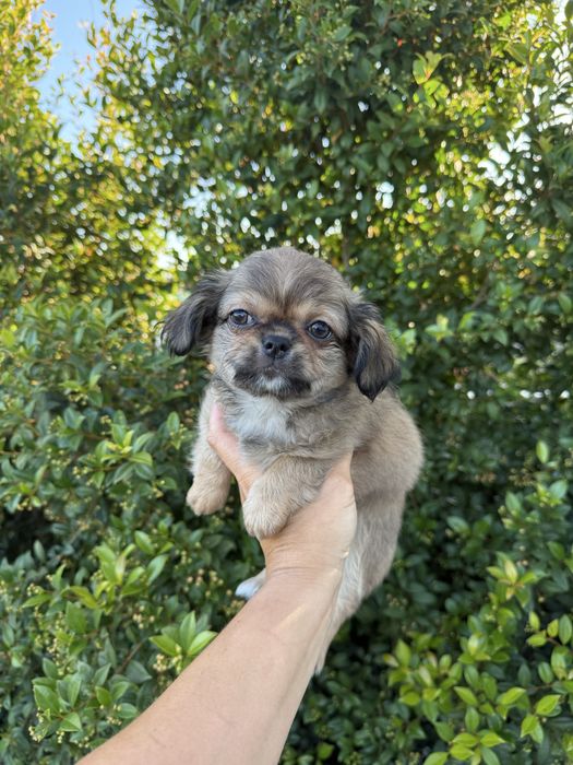 Excecional mini Chihuahua/Chiuaua,LinhagemRussa de Qualidd