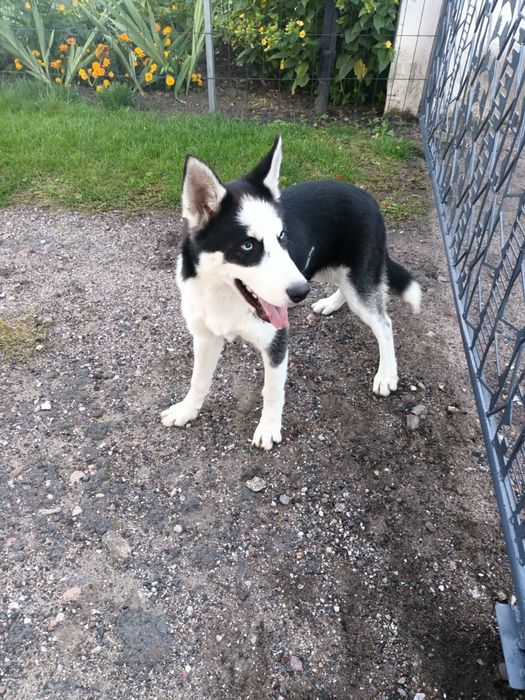 •Syberian Husky Piesek •