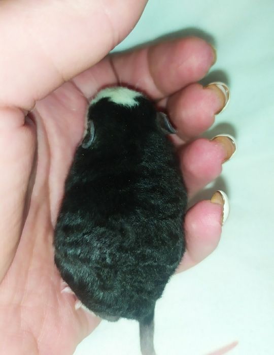 Продаж кучеряві Дамбо Рекс , Крыса, щур