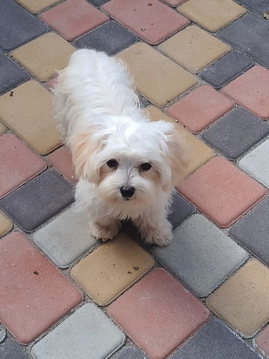 Малышка мальтипушка