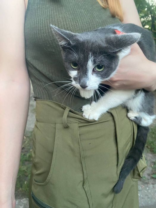 віддам в добрі руки котиків дві дівчинки