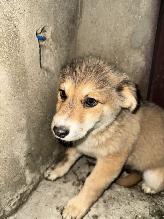 Отдам в хорошие и добрые руки