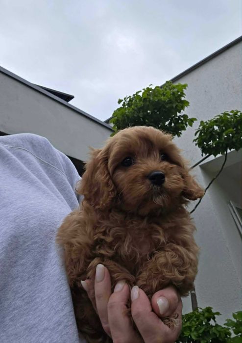 Cavapoo chłopczyk