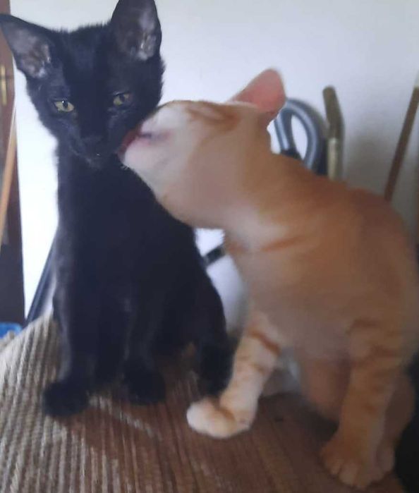 Gatinho laranja e gatinha preta