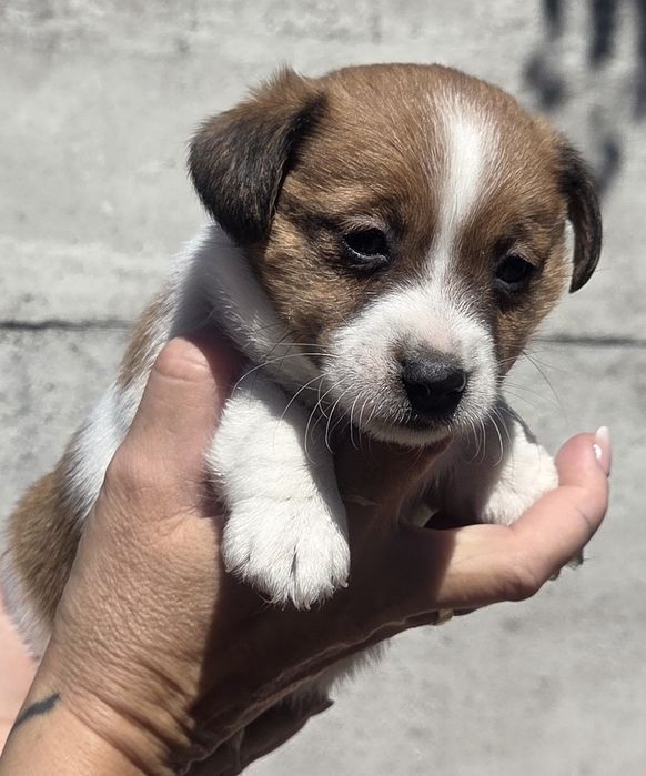 Jack Russell Terrier piesek ! Możliwy Transport!