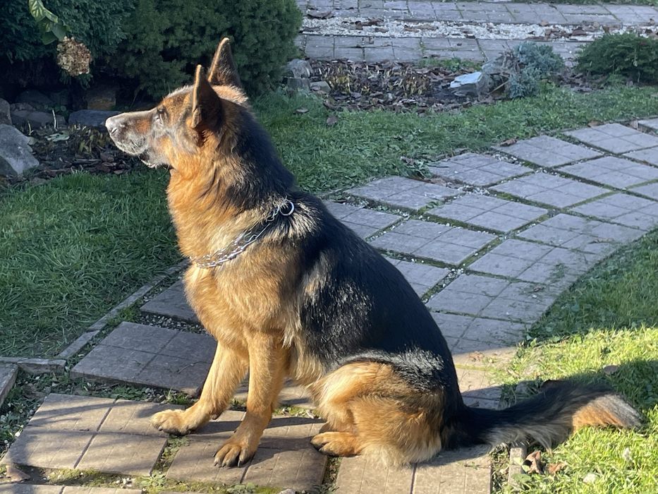 Пропонується для вʼязки кобель німецькоі вівчарки