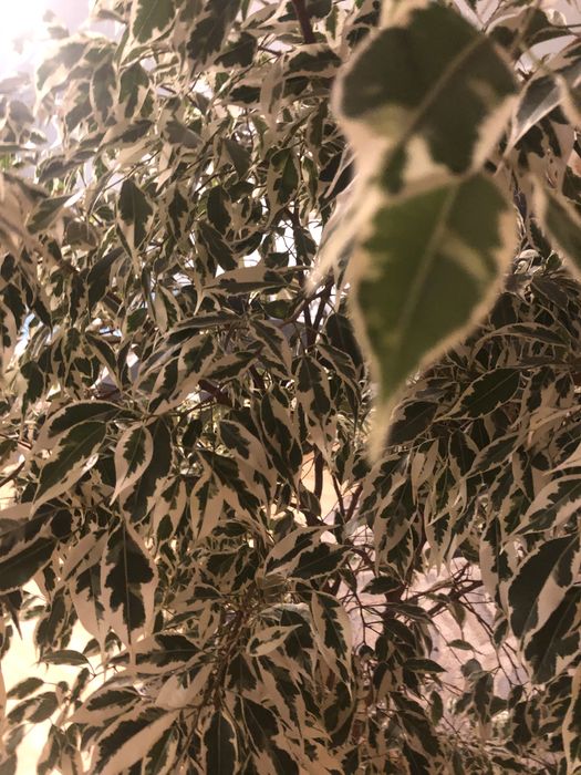 Fikus,monstera,fikus beniamin