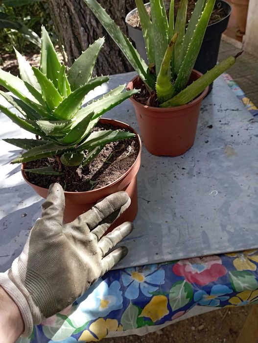 Catos pontiagudos em Vaso