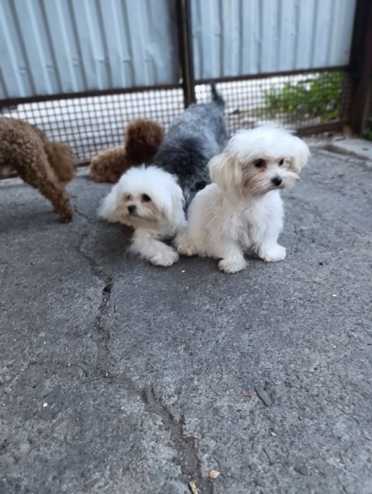 Продаю міні  мальтіпу дівчинку