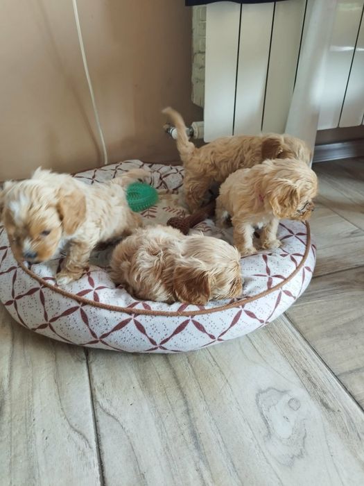 Cavapoo pieski.!