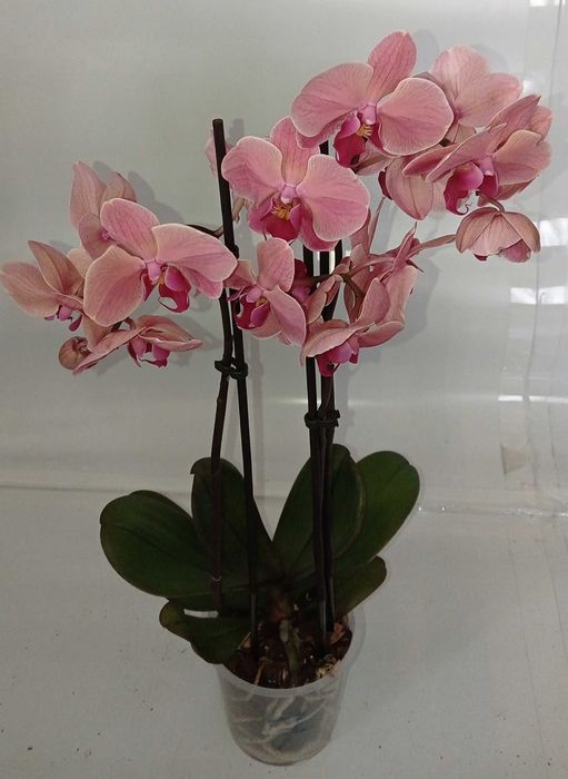 Биг Лип орхидея взрослая отцветашка дешево 399 грн