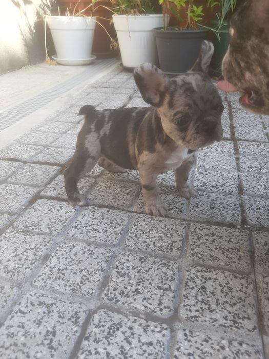 Buldog Francês blue Merlle
